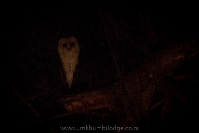 Young adult white face owl sighitn in south africa