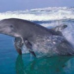 dolphin playing in the waves, south africa, kosi bay, beach, coastline, safari, africa, safari, boat trip